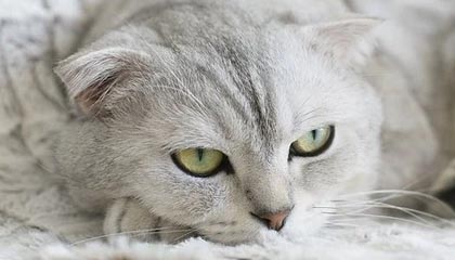 世界杯比赛直播地址-巴萨国家德比前最后一练，弗里克征召四名B队小将